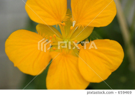 Nasutium的花瓣 659469