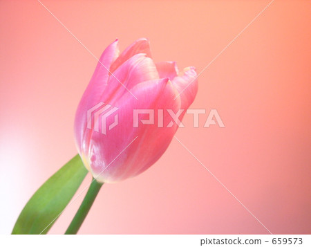 tulipa, bloom, blossom 659573
