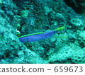 海底的 海裡 水生的 659673
