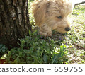 Dog (Poodle) 659755