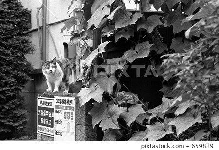 Harajuku · Jingumae 4 - chome Showa 52 659819