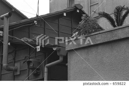 Harajuku · Jingumae 3 chome Showa 52 years Harajuku · Jingumae 3 chome Showa 52 years 659822