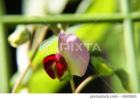 Pea flowers 660060