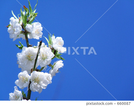 桃花交付天空 660087