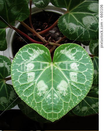 Heart shaped leaves 660106