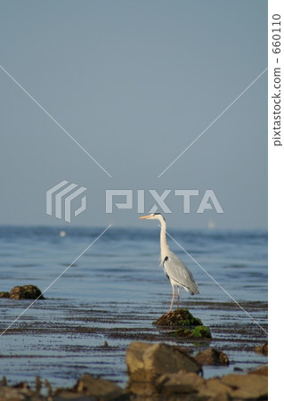 Gray heron Gray heron 660110