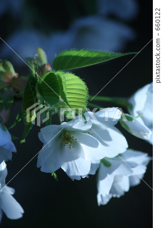 櫻花02的氣味 660122