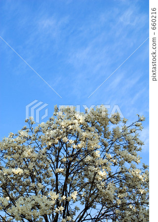 Kobushi flower 660216