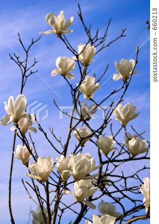 Kobushi flower 660218