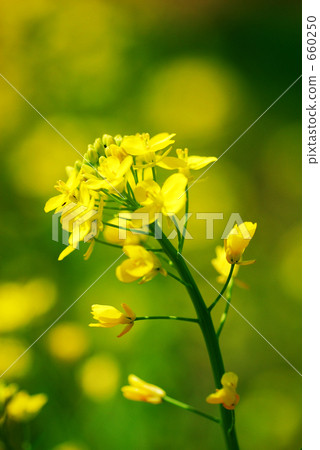Rape blossoms 660250