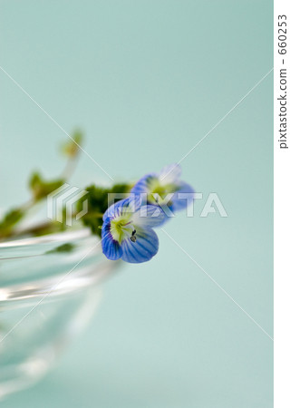 Haruraba grass 660253