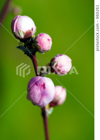 桃花蕾 桃花蕾 660261