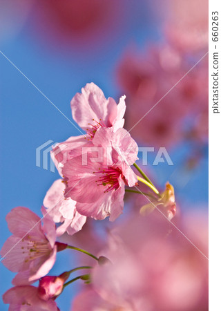 河津櫻花 河津櫻花 660263