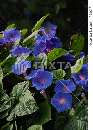 藍Hamahirugao 藍Hamahirugao 660274