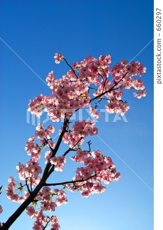Blue sky and cherry blossoms Blue sky and cherry blossoms 660297