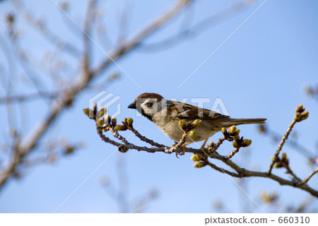 停留在櫻桃樹的分支的麻雀 660310