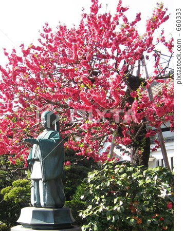 Hanamomo of Yanaka Temple in Yanaka 660333