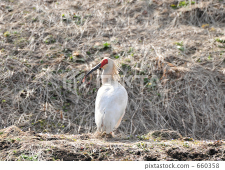 Toilet Toilet 660358