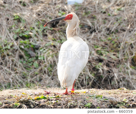 Tokiwa Toki flew to Kijimahei Village Tokiwa Toki flew to Kijimahei Village 660359
