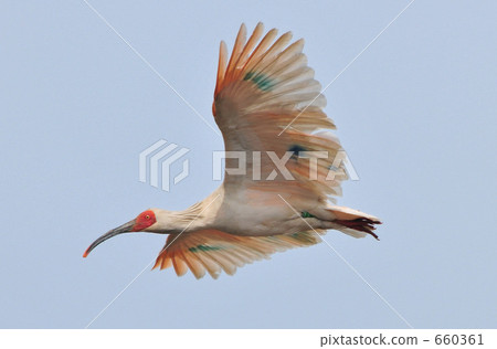 Flight of Toki 660361