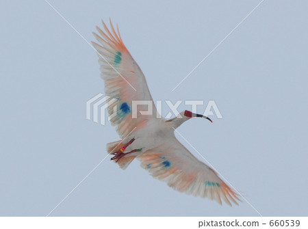 Flight of Tokido Flight of Tokido 660539