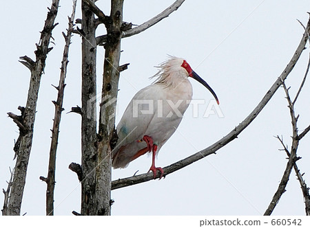 Toki停在樹上 Toki停在樹上 660542