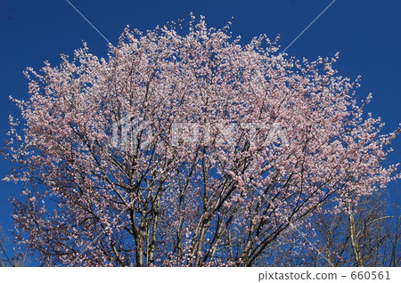 Cherry blossoms in Nikko Kogen 660561