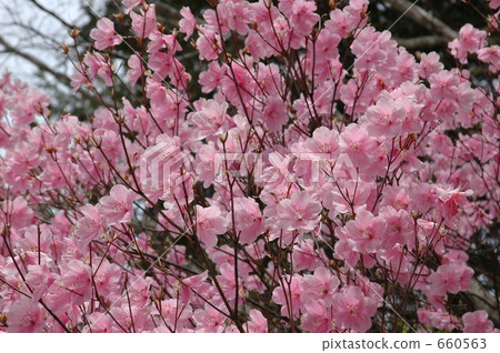 Yashiro Azalea in Nikko Plateau · full bloom 660563