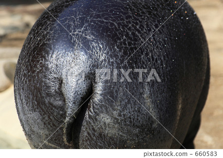 Kobitko's ass 660583