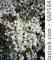 close-up, outdoor, outside 660584