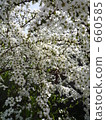 branch, tine, bloom 660585
