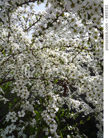 branch, tine, bloom 660585