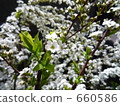 branch, tine, bloom 660586