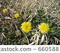 5 (things), roadside, weed 660588