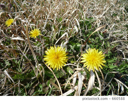 5 (things), roadside, weed 660588
