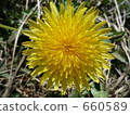 dandelion, one, close-up 660589