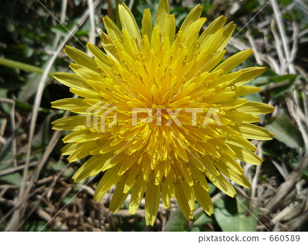 dandelion, one, close-up 660589