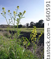 leaf mustard, mustard plant, weed 660591
