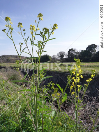 leaf mustard, mustard plant, weed 660591