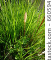 weed, weeds, horsetail 660594
