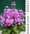 Primrose 660625