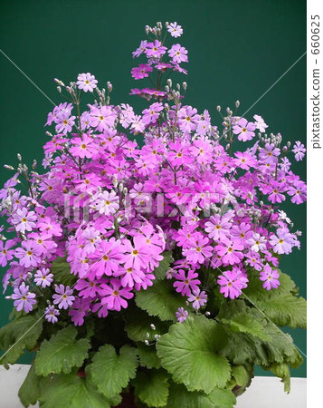 Primrose Primrose 660625