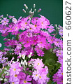 Primrose 660627