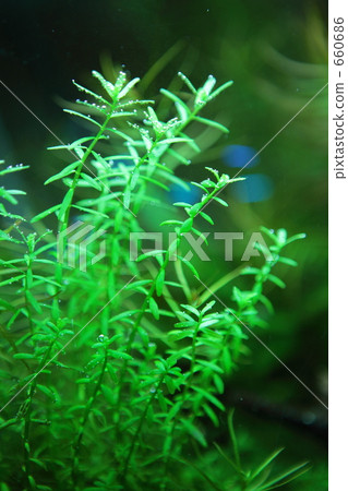 伊樂藻 水蘊草 葉 660686