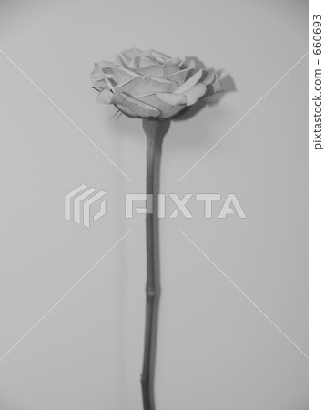 黑白玫瑰(5) 黑白玫瑰(5) 660693
