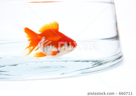 fish, goldfish, gold fish 660711