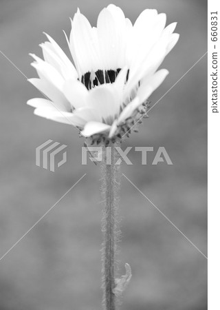 venidium, bloom, blossom 660831