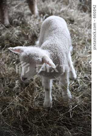 一隻小羊 660842