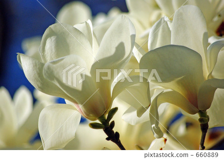 Shiraki lotus in full bloom 660889