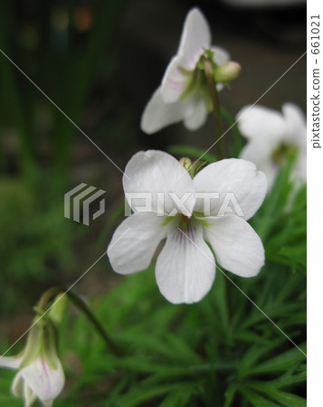 Higo violet calling spring Higo violet calling spring 661021